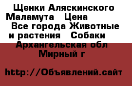 Щенки Аляскинского Маламута › Цена ­ 10 000 - Все города Животные и растения » Собаки   . Архангельская обл.,Мирный г.